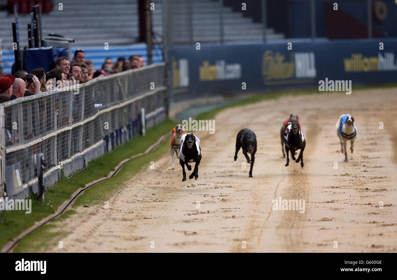 Droopys Ed Moses (n°6 bandes noires et blanches), Zenas Elena (n°5 orange), Islas Scolari (n°4 noir), Jaytee Hellcat (n°3 blanc), Hipower Rhino (n°2 bleu) et Britania Ardbeg (n°1 rouge) en action pendant le deuxième tour de William Hill Greyhound Derby Heat 11 Banque D'Images
