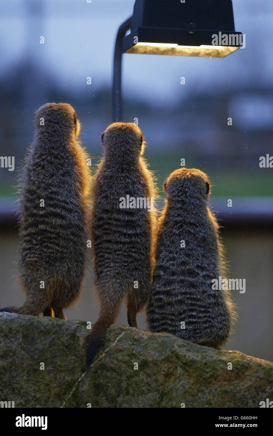 Une famille de meerkats se tient autour d'une lampe de chauffage au parc zoologique Marwell Zoological Park près de Winchester. Dans leur habitat naturel d'Afrique australe, de grands groupes d'habitants des desserts aiment se prélasser au soleil, mais sur la côte sud froide de l'Angleterre, ils doivent faire avec un faux soleil fourni par leurs gardiens. Banque D'Images