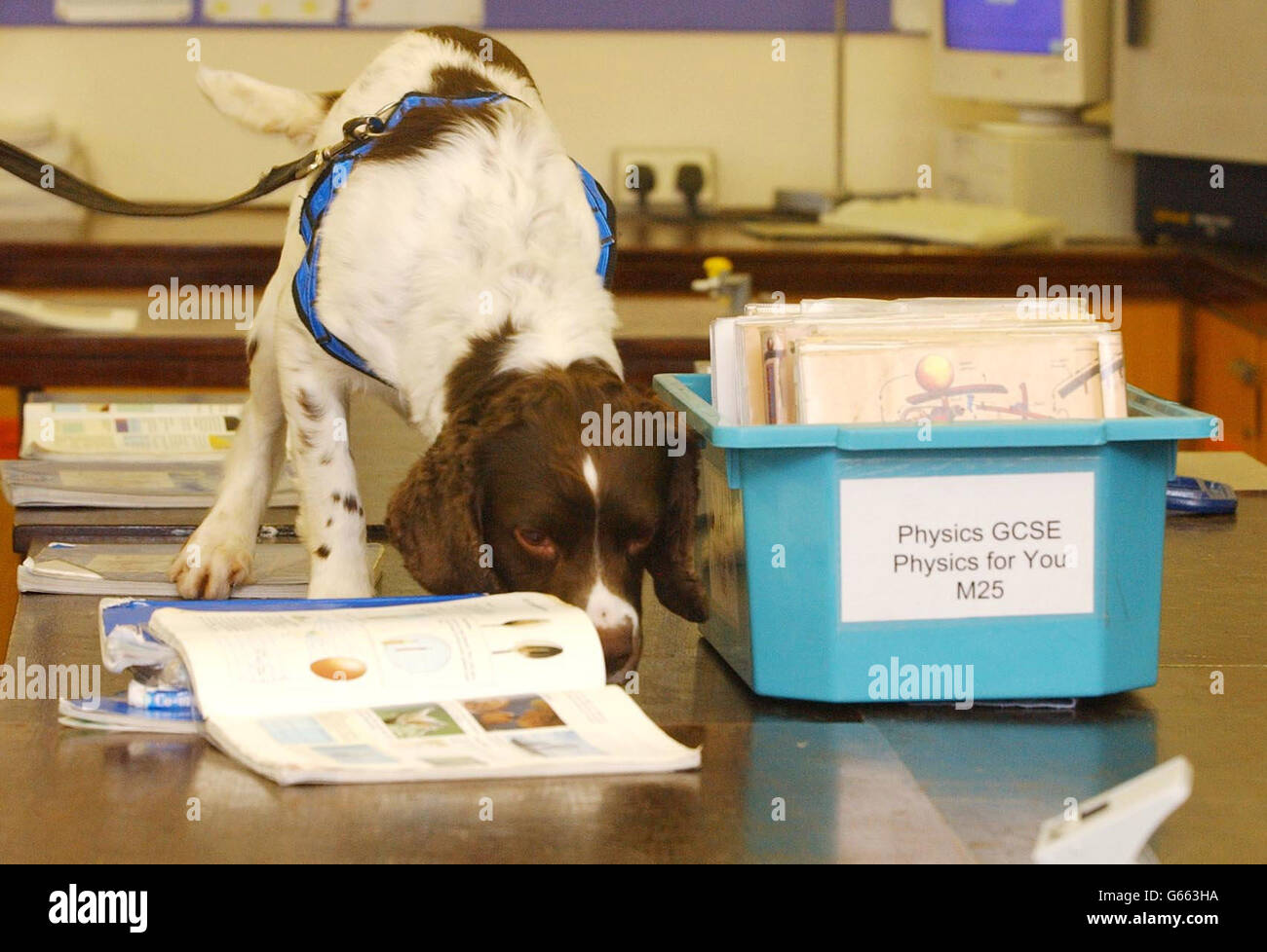 Des chiens renifleurs de drogue école Coventry Banque D'Images