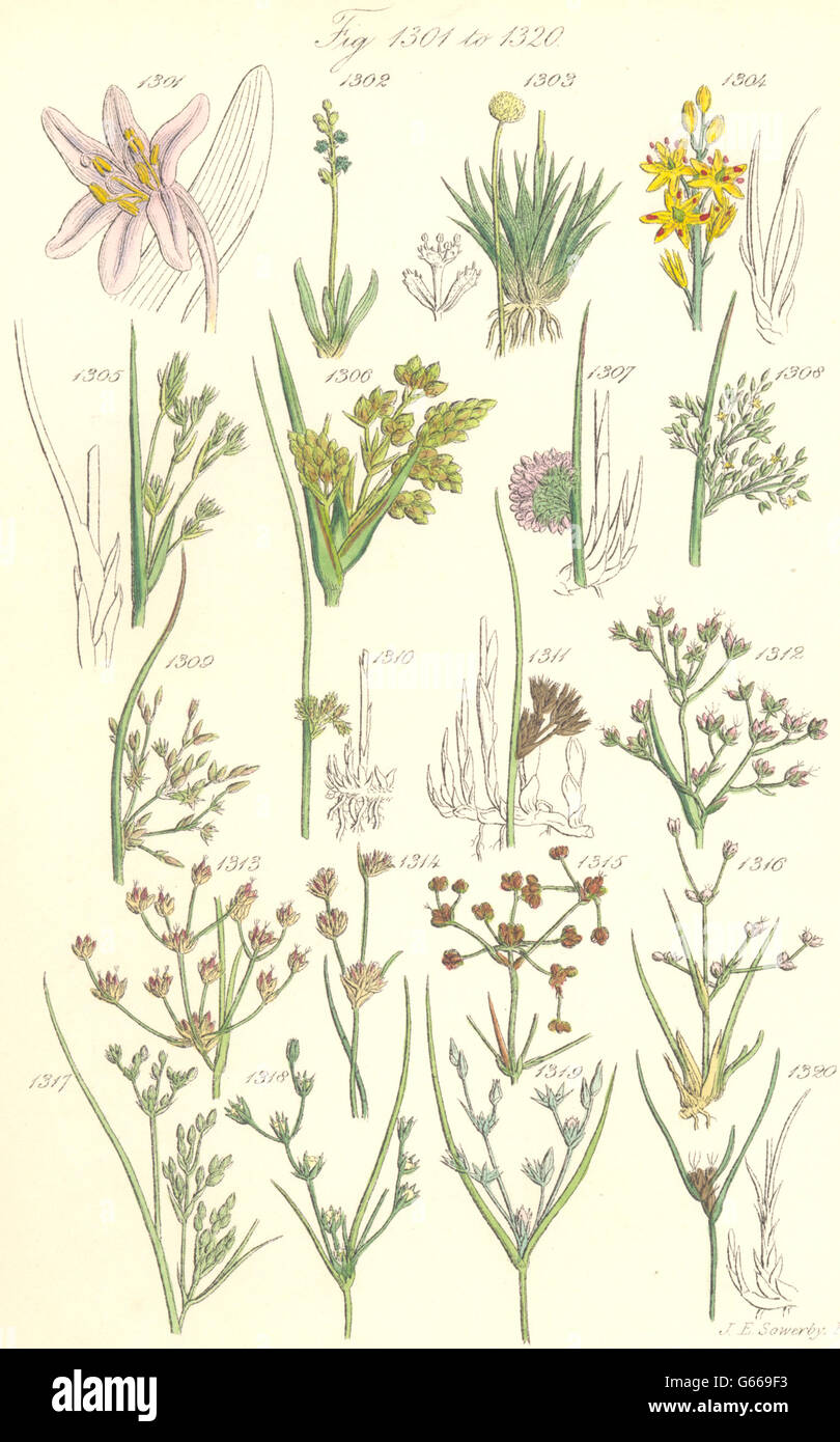 Fleurs sauvages : Safran Asphodel Pipewort Rush. SOWERBY, antique print 1890 Banque D'Images