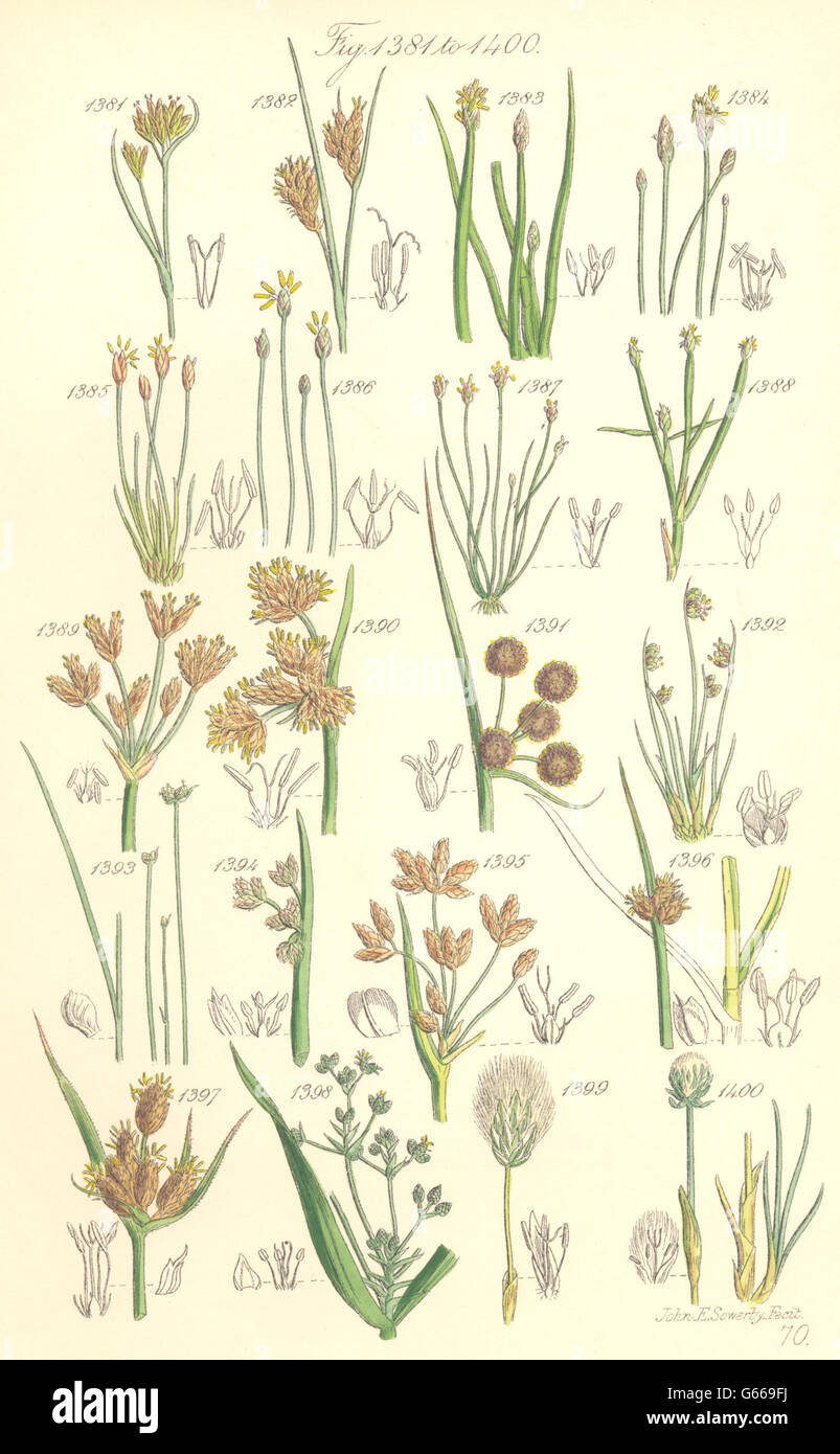 Fleurs sauvages : Bec-Bull-Club Spike-Water rush-coton-herbe. SOWERBY, 1890 Banque D'Images