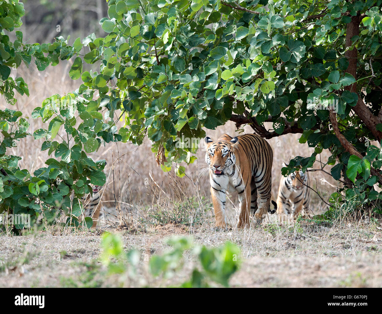 L'image de Tiger ( Pnathera tigris ) Mayas cub dans le parc national de Tadoba, Inde Banque D'Images