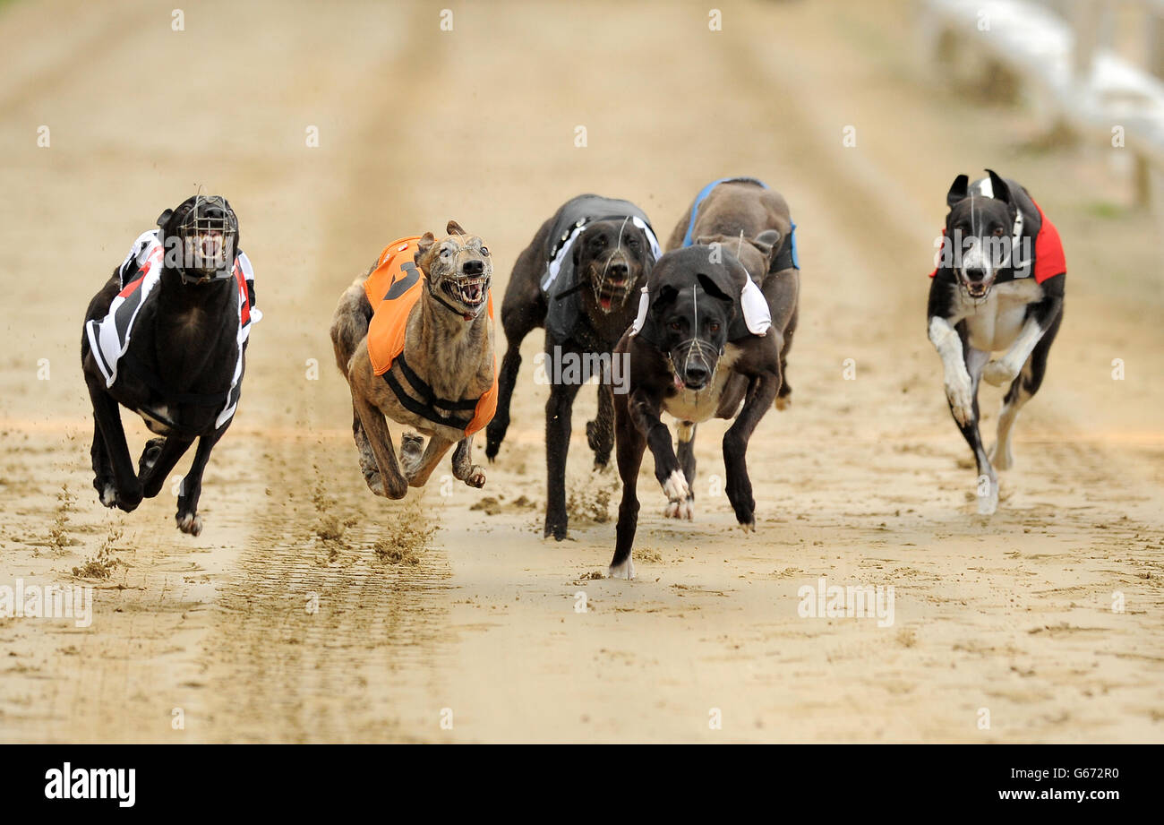 Droopys Jet (n°6 noir/blanc), Skate on (n°5 orange), KerEight King (n°4 noir), Kilara Missy (n°3 blanc), Teejays Bluehawk (n°2 bleu) et Tyr Sugar Ray (n°1 rouge) en action pendant le troisième cycle de William Hill Derby 1 Banque D'Images