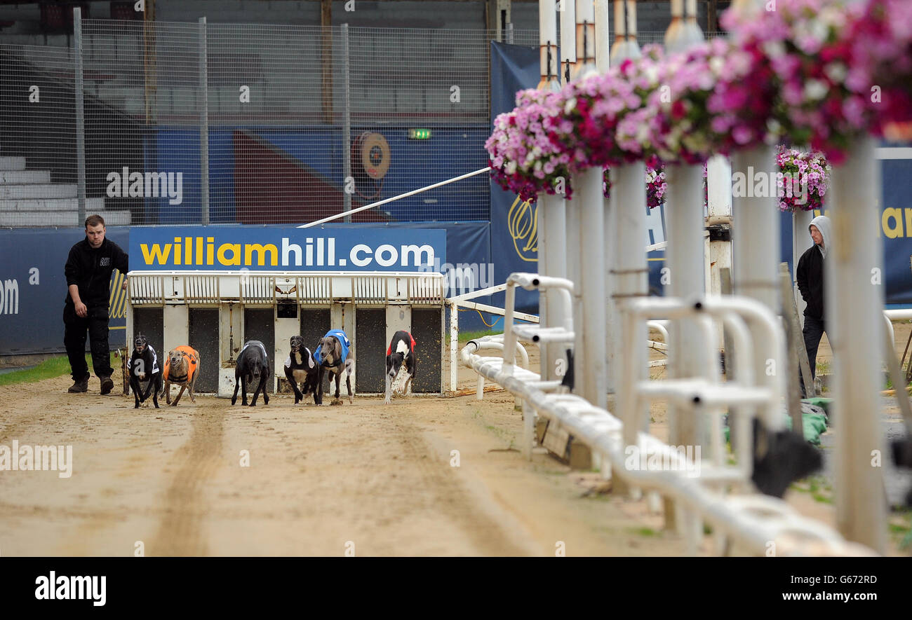 Droopys Jet (n°6 noir/blanc), Skate on (n°5 orange), KerEight King (n°4 noir), Kilara Missy (n°3 blanc), Teejays Bluehawk (n°2 bleu) et Tyr Sugar Ray (n°1 rouge) en action pendant le troisième cycle de William Hill Derby 1 Banque D'Images