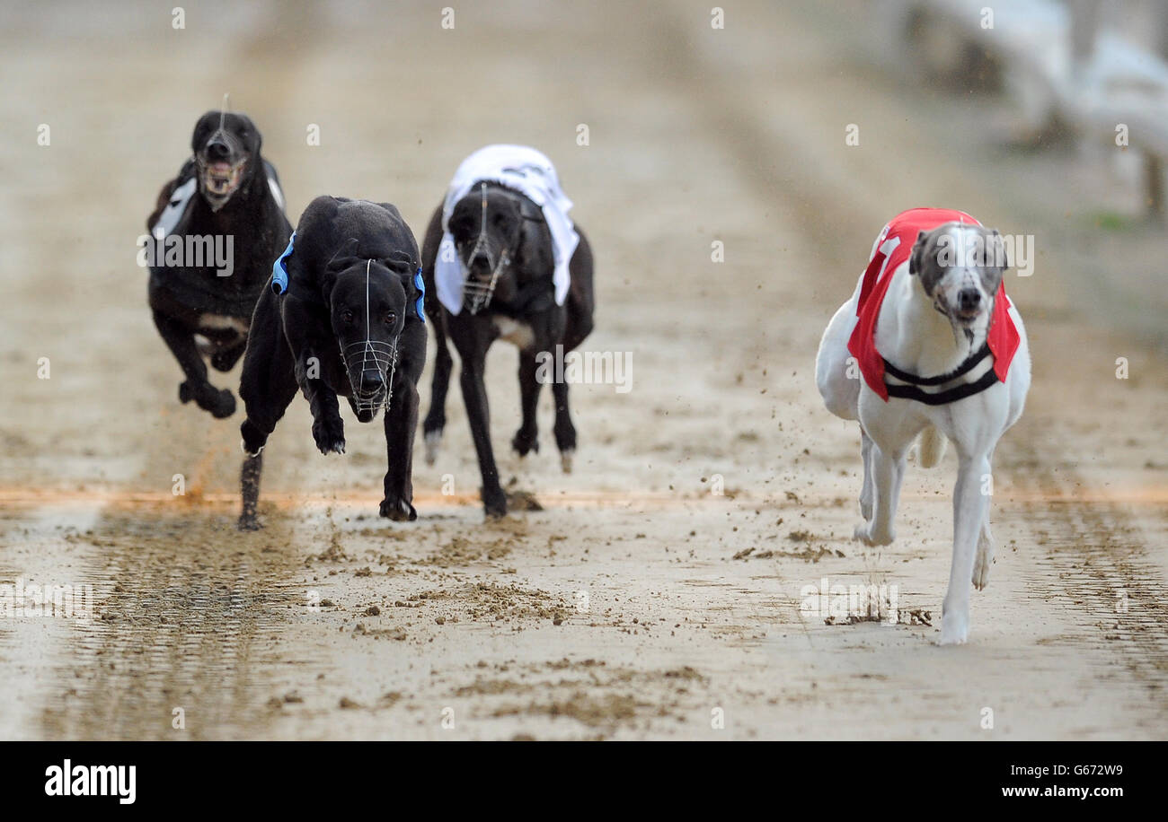 Courses de lévriers - William Hill Derby - Troisième série - Jour 3 - le stade de Wimbledon Banque D'Images