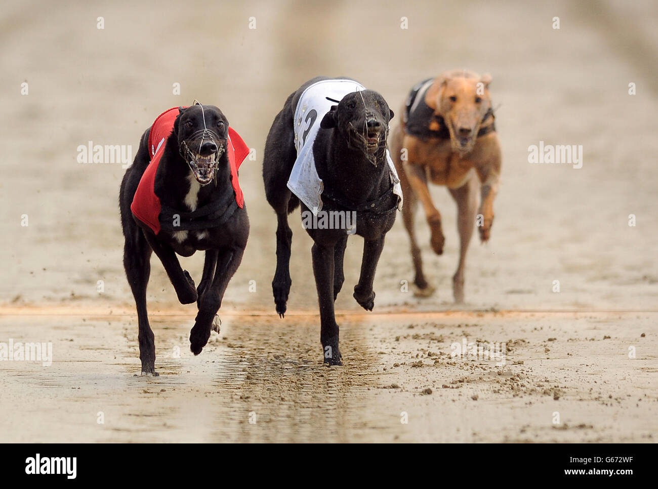Shaneboy Spencer (n°1 rouge) mène sur le chemin de gagner le 3ème tour de William Hill Derby 3 de Droopys Loner (n°4 noir) et Farloe Tango (n°3 blanc) Banque D'Images