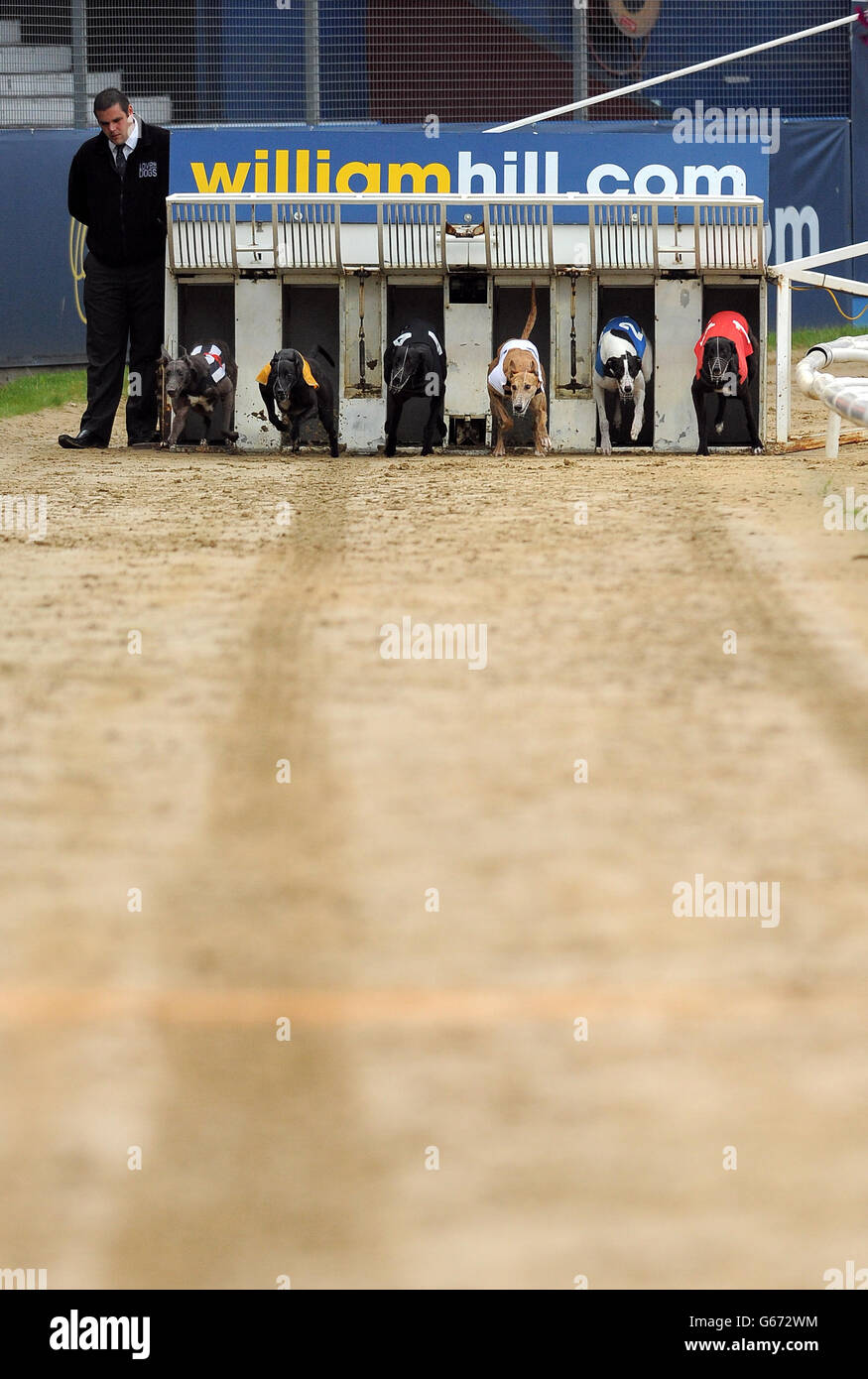 Appel bleu (n° 6 noir/blanc), Cloheena Micky (n° 5 orange), le roi Bradley (n° 4 noir), Ballymac Vic (n° 3 blanc), Ringtown Snowy (n° 2 bleu) et Priceless Pilot (n° 1 rouge) en action pendant le troisième cycle de William Hill Derby Heat 2 Banque D'Images