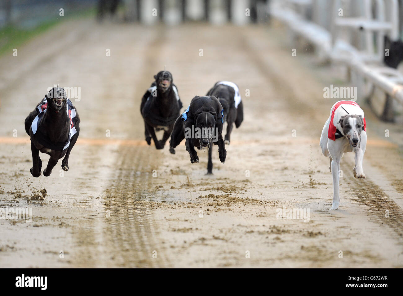 Courses de lévriers - William Hill Derby - Troisième série - Jour 3 - le stade de Wimbledon Banque D'Images