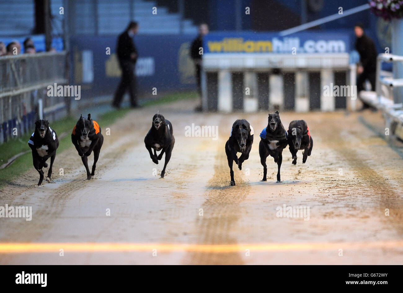 Courses de lévriers - William Hill Derby - Troisième série - Jour 3 - le stade de Wimbledon Banque D'Images