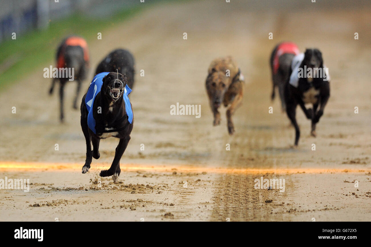 Bonamassa Rocks (n°2 bleu) mène à la victoire de William Hill Derby 3ème Round Heat 5 de Benkaat Blue (n°1 rouge), Hather George (n°6 noir/blanc), Boherna Rumble (n°5 orange), Reel Trickyone (n°4 noir) et Frisby Barney (n°3 blanc) Banque D'Images