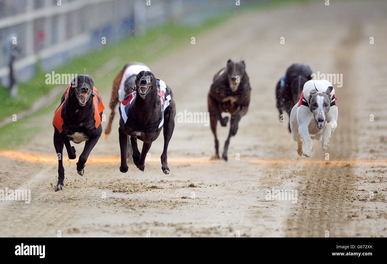 Carkei Max (n°6 noir/blanc), Airlie impact (n°5 orange), Farloe Chico (n°4 noir), Benkaat Nero (n°3 blanc), Fermoy Henry (n°2 bleu) et Sidaz Jack (n°1 rouge) en action lors du troisième cycle de William Hill Derby 4 Banque D'Images
