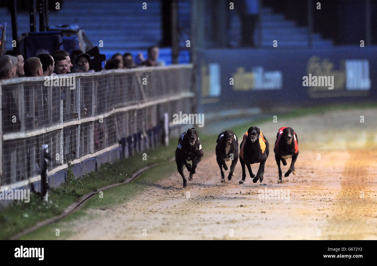 Courses de lévriers - William Hill Derby - Troisième série - Jour 3 - le stade de Wimbledon Banque D'Images