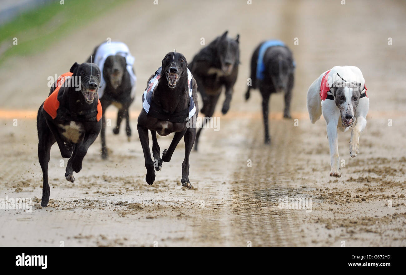Carkei Max (n°6 noir/blanc), Airlie impact (n°5 orange), Farloe Chico (n°4 noir), Benkaat Nero (n°3 blanc), Fermoy Henry (n°2 bleu) et Sidaz Jack (n°1 rouge) en action lors du troisième cycle de William Hill Derby 4 Banque D'Images