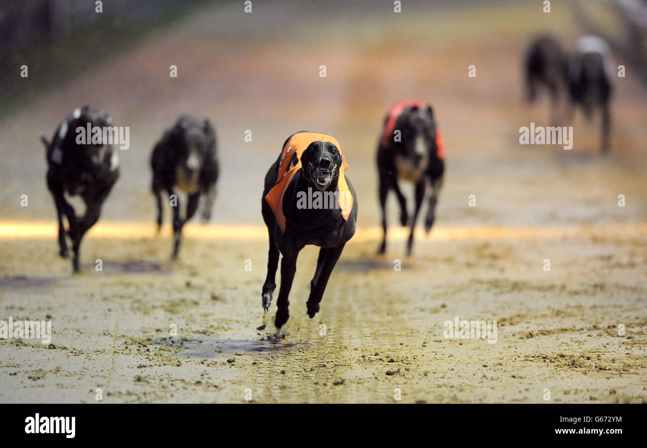Courses de lévriers - William Hill Derby - Troisième série - Jour 3 - le stade de Wimbledon Banque D'Images