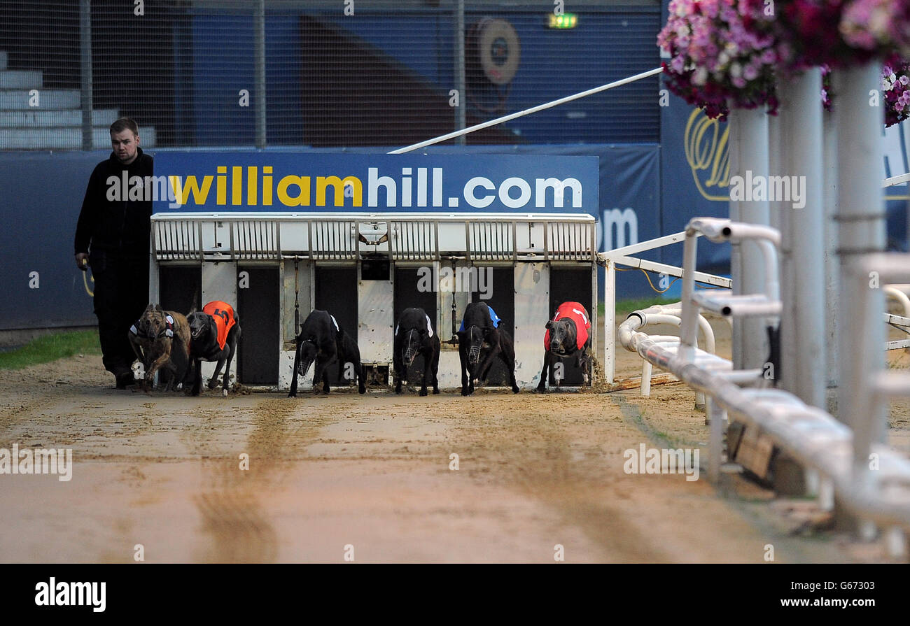 Hather George (n°6 noir/blanc), Boherna Rumble (n°5 orange), Reel Trickyone (n°4 noir), Frisby Barney (n°3 blanc), Bonamassa Rocks (n°2 bleu) et Benkaat bleu (n°1 rouge) en action pendant le troisième cycle de chaleur 5 de William Hill Derby Banque D'Images