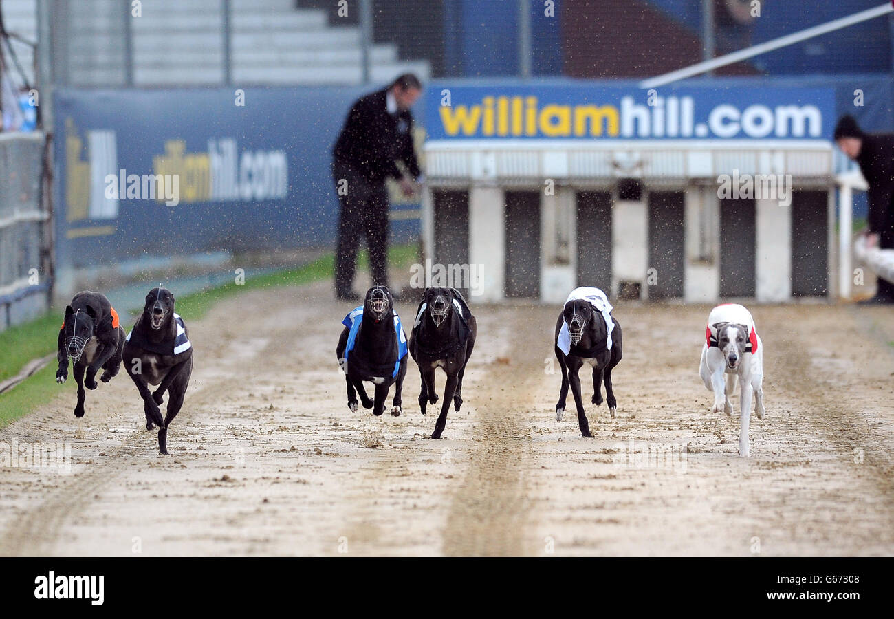 Courses de lévriers - William Hill Derby - Troisième série - Jour 3 - le stade de Wimbledon Banque D'Images