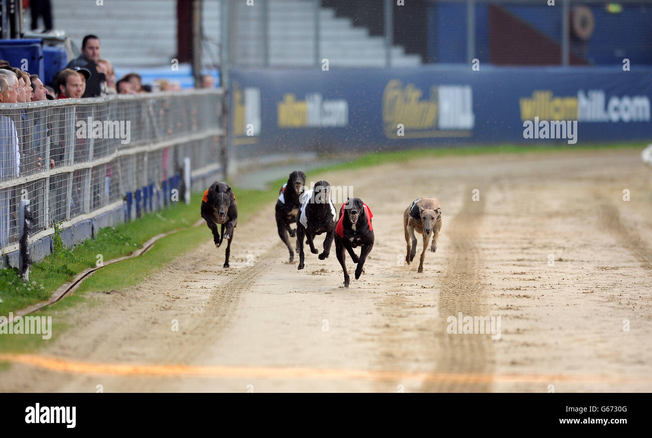 Courses de lévriers - William Hill Derby - Troisième série - Jour 3 - le stade de Wimbledon Banque D'Images