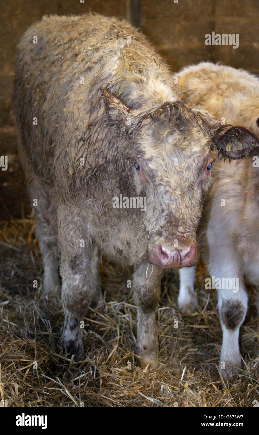Harmony, une rare vache irlandaise à l'eau se détend dans sa grange