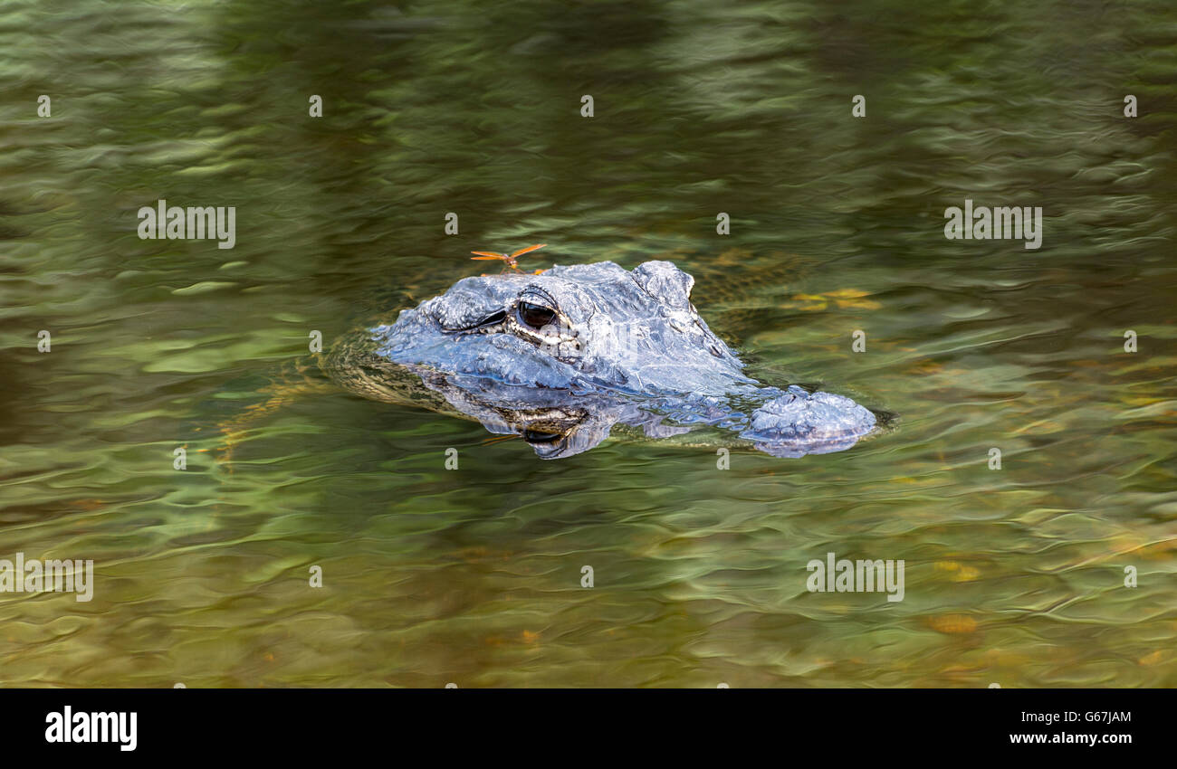 Floride, Big Cypress National Preserve, Alligator Alligator mississippiensis) (vu de Turner River Road, Dragonfly Banque D'Images Floride, Big Cypress National Preserve, Alligator Alligator mississippiensis) (vu de Turner River Road, Dragonfly Banque D'Images