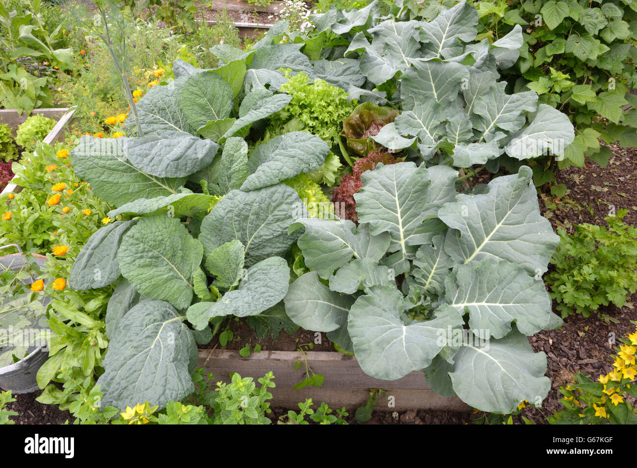 Lit de légumes avec salade, brocolis, Savoie, salade, Marigold, baume / (Brassica oleracea), (Brassica oleracea convar. capitata var. sabauda) Banque D'Images