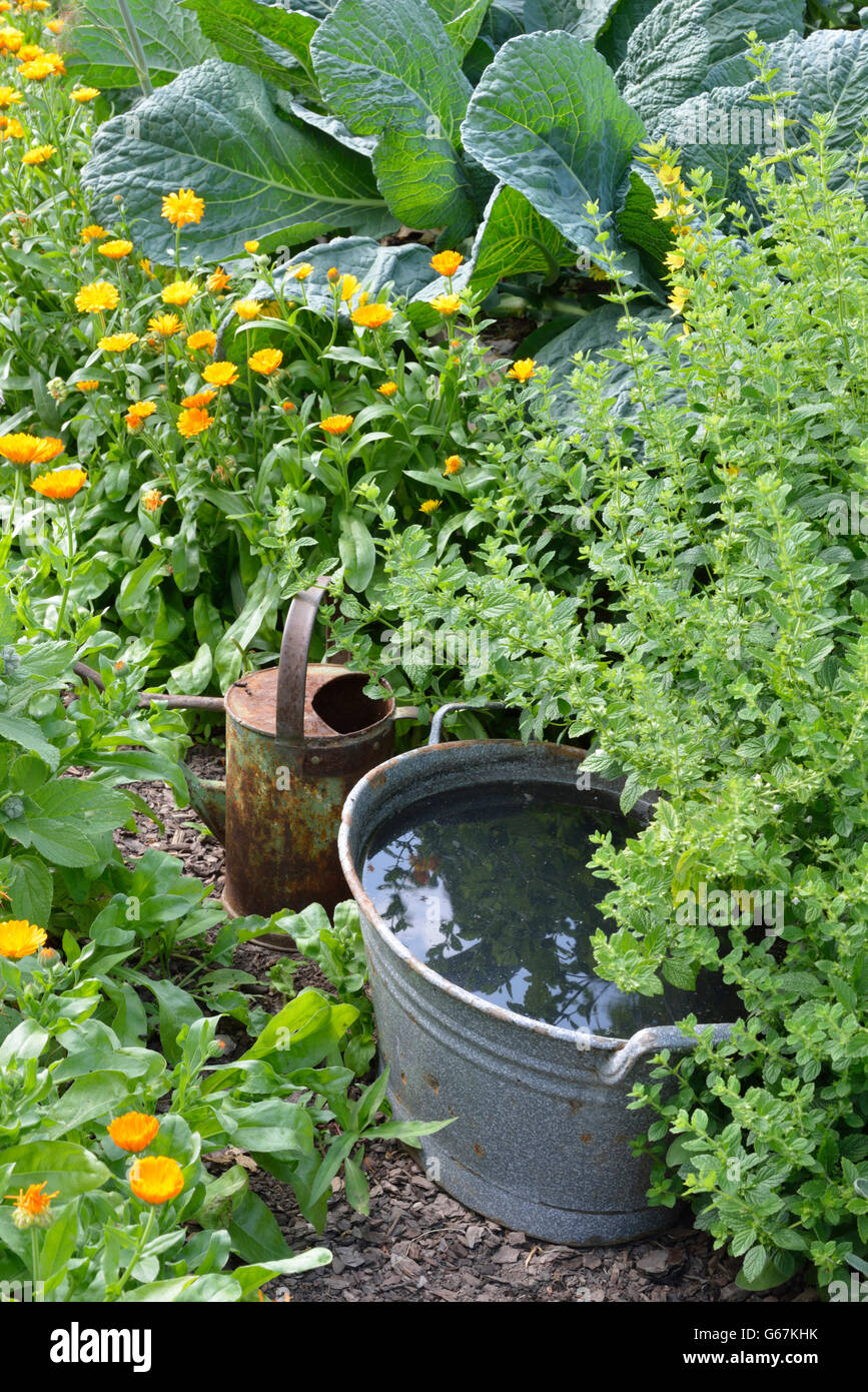 Ortie Production / eaux grasses (Urtica dioica) Banque D'Images