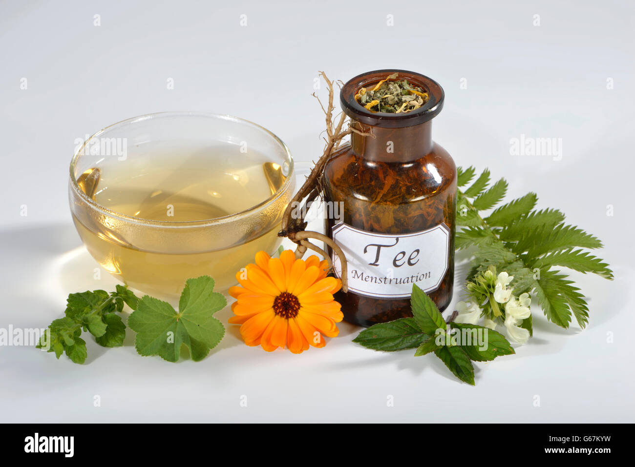 Lamier blanc, Archange, racine de valériane, menthe, souci, Alchemilla, l'alchémille, baume, pied de Lion, Silverweed / (Calendula officinalis), (Alchemilla vulgaris), (Potentilla anserina), (Argentine vulgaris), (Fragaria anserina), (Melissa officinalis), (Mentha piperita), (Valeriana officinalis), (Lamium album) Banque D'Images