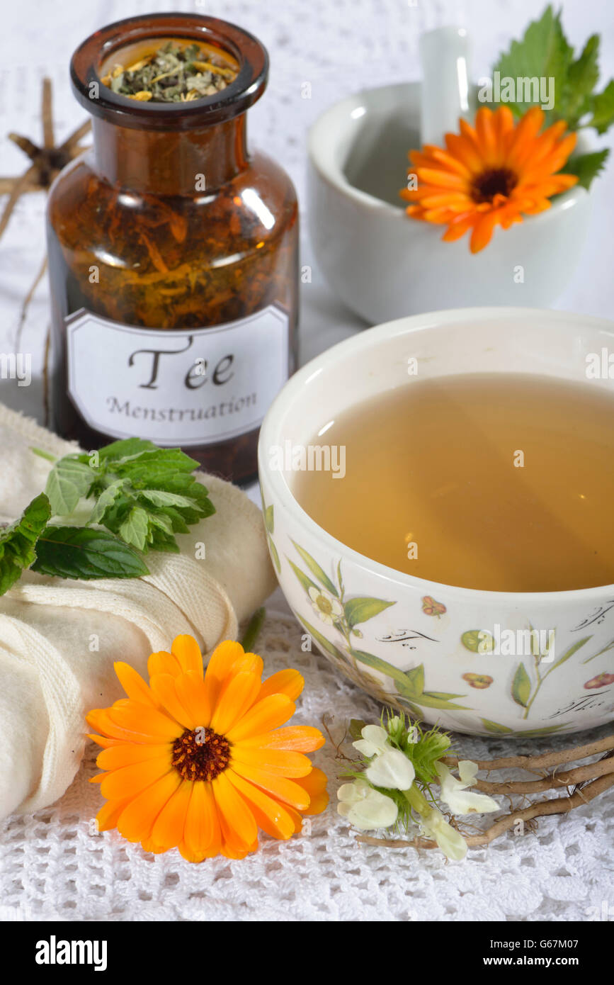 Lamier blanc, Archange, racine de valériane, menthe, souci, Alchemilla, l'alchémille, baume, pied de Lion, Silverweed / (Calendula officinalis), (Alchemilla vulgaris), (Potentilla anserina), (Argentine vulgaris), (Fragaria anserina), (Melissa officinalis), (Mentha piperita), (Valeriana officinalis), (Lamium album) Banque D'Images