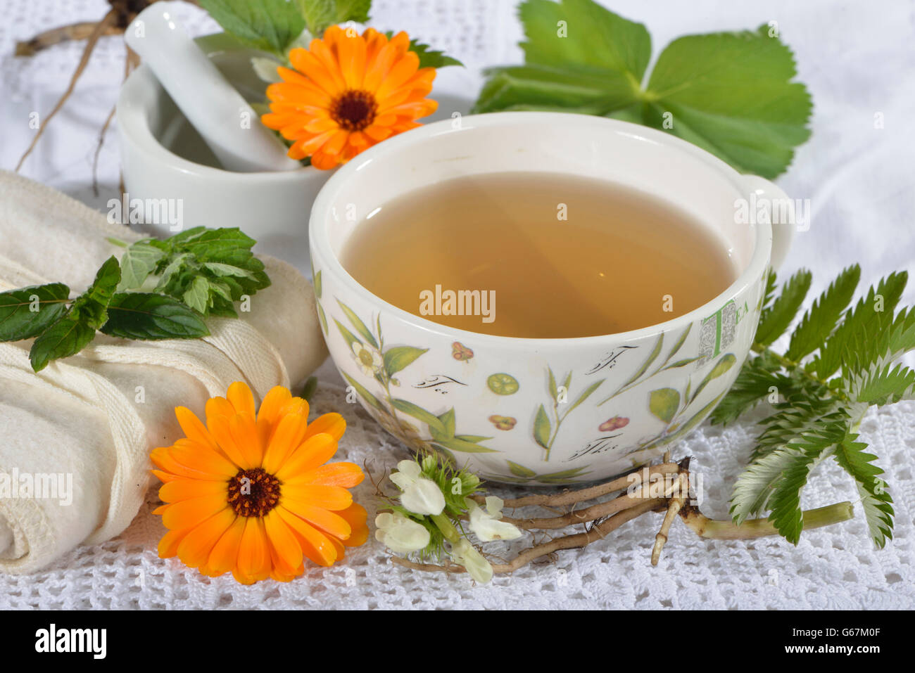 Lamier blanc, Archange, racine de valériane, menthe, souci, Alchemilla, l'alchémille, baume, pied de Lion, Silverweed / (Calendula officinalis), (Alchemilla vulgaris), (Potentilla anserina), (Argentine vulgaris), (Fragaria anserina), (Melissa officinalis), (Mentha piperita), (Valeriana officinalis), (Lamium album) Banque D'Images