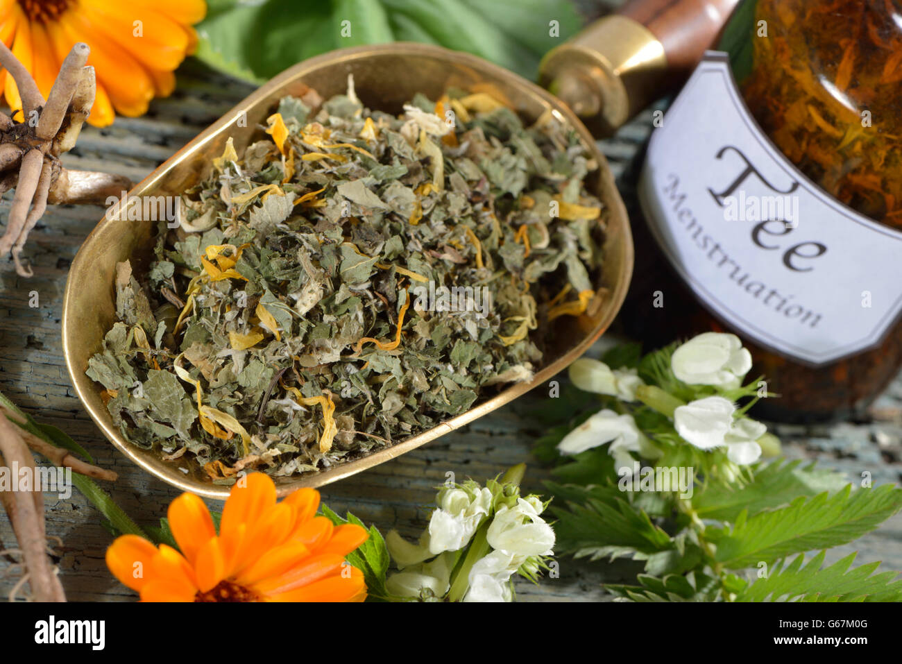 Lamier blanc, Archange, racine de valériane, menthe, souci, Alchemilla, l'alchémille, baume, pied de Lion, Silverweed / (Calendula officinalis), (Alchemilla vulgaris), (Potentilla anserina), (Argentine vulgaris), (Fragaria anserina), (Melissa officinalis), (Mentha piperita), (Valeriana officinalis), (Lamium album) Banque D'Images
