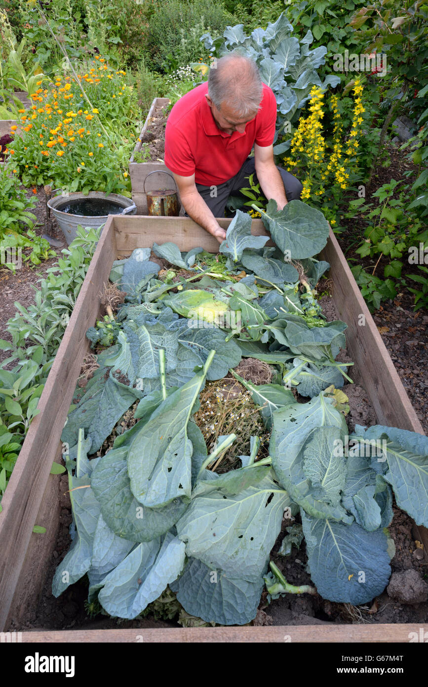 Le compostage dans le cadre en bois lit / compost Banque D'Images