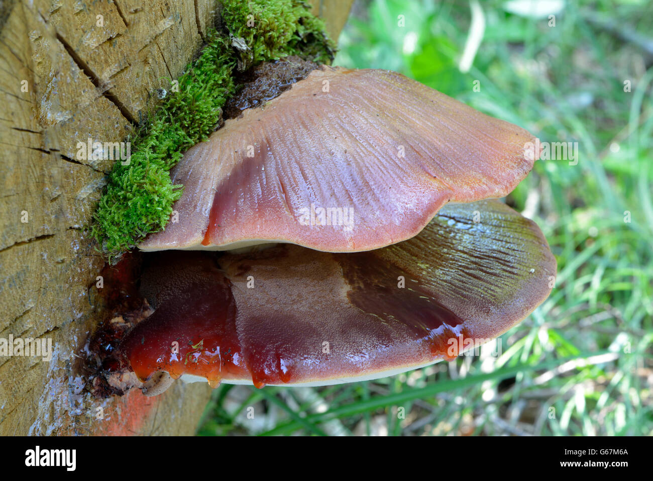Champignon de langue de boeuf Banque de photographies et d’images à — free download