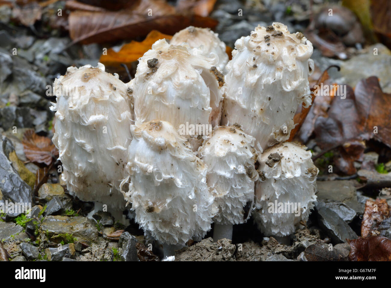 Cap d'encre Shaggy, avocat, la perruque de Shaggy mane / (Coprinus comatus) Banque D'Images