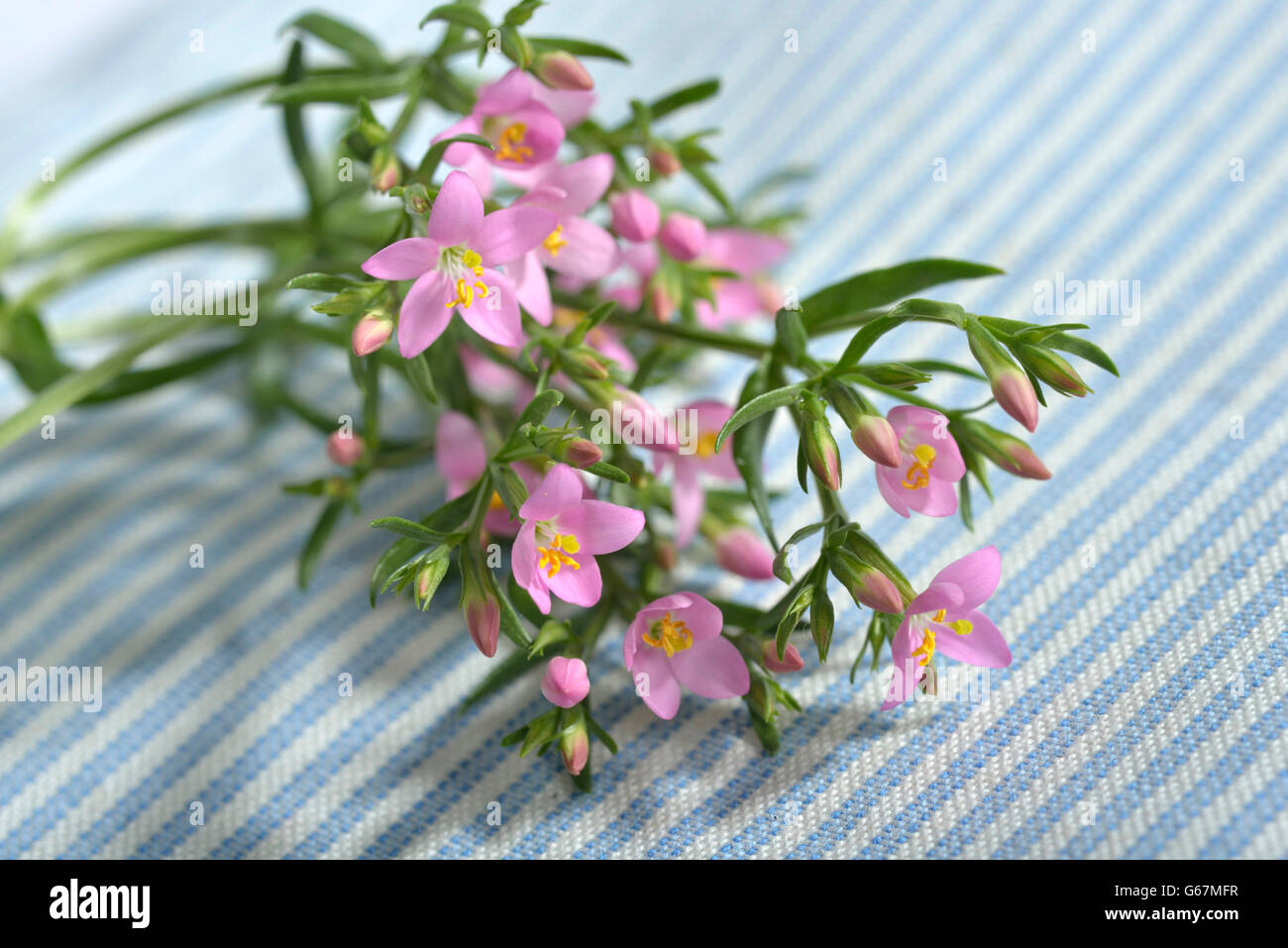 Centaurée commune (Centaurium erythraea) / Banque D'Images