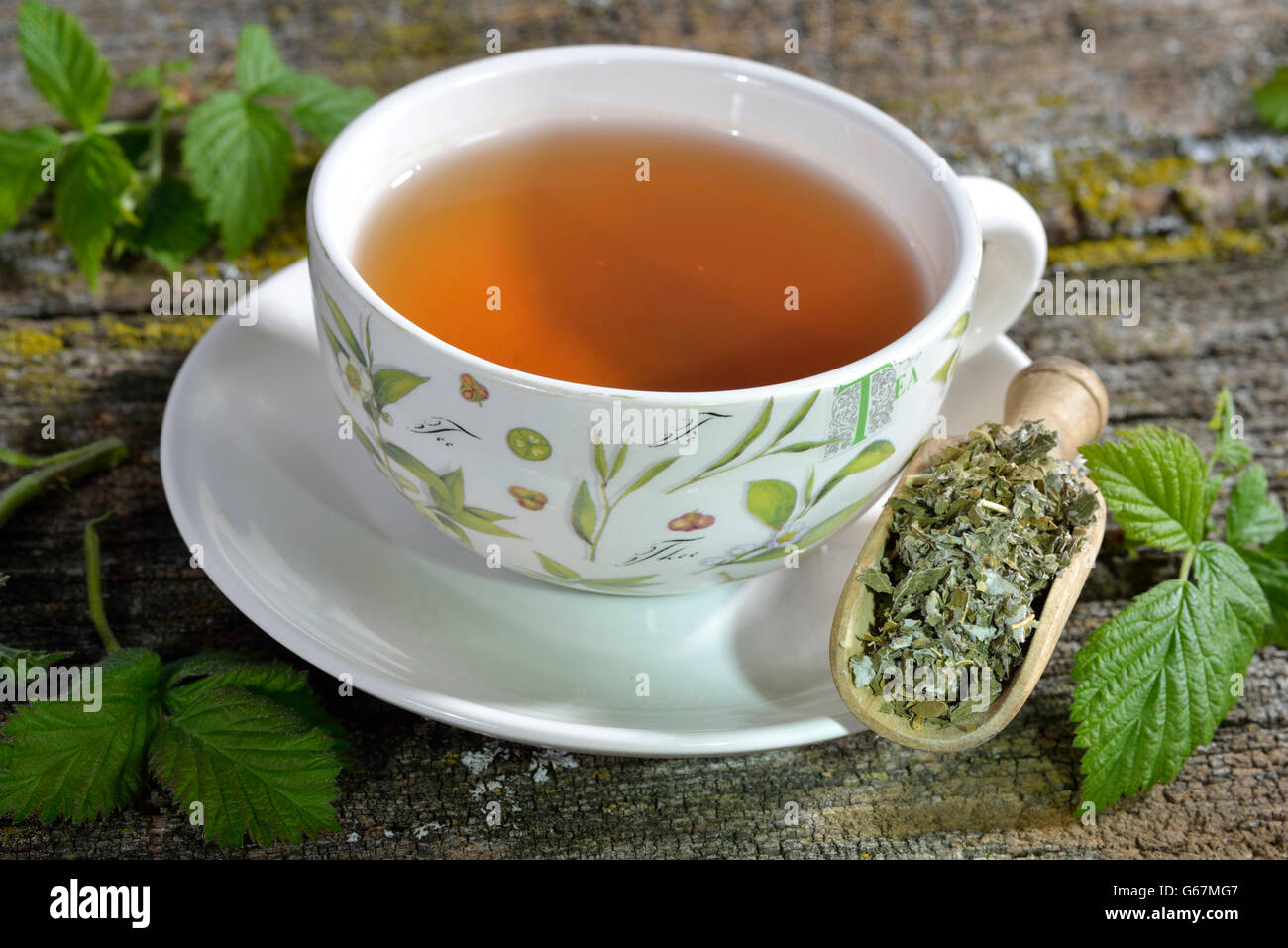 De framboise et de feuilles de mûres plateau / ((Rubus idaeus, Rubus fruticosus) Banque D'Images