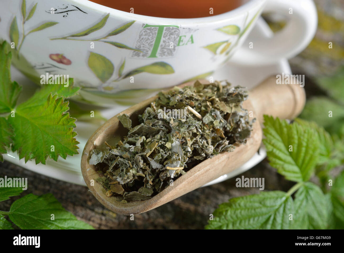 De framboise et de feuilles de mûres plateau / ((Rubus idaeus, Rubus fruticosus) Banque D'Images