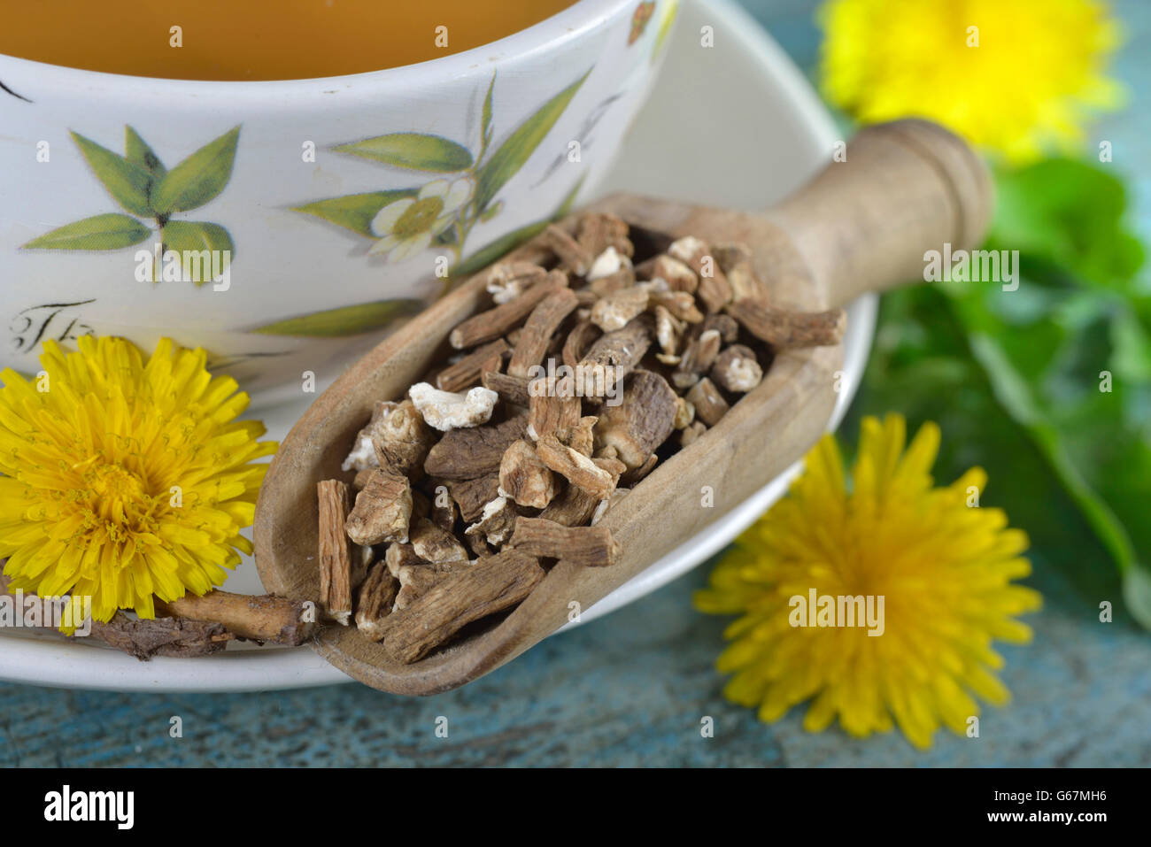 Une tasse de thé de racines de pissenlit (Taraxacum officinale) / Banque D'Images