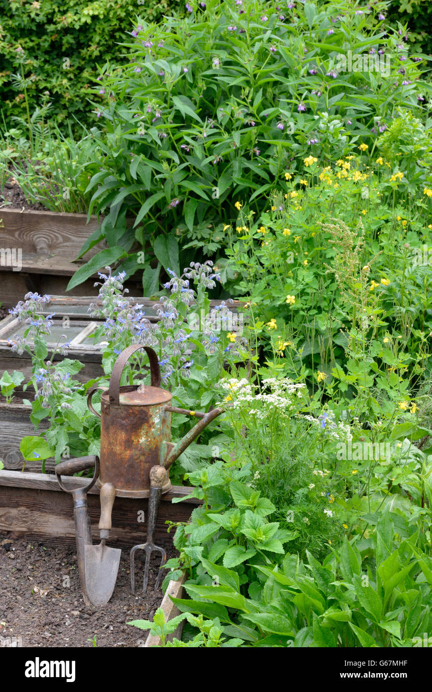 Et une plus grande consoude (Symphytum officinale / grande chélidoine, Chelidonium majus) Banque D'Images
