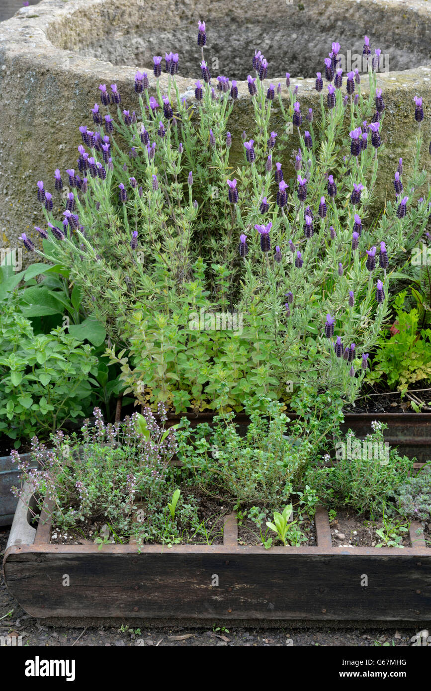 / Lavande (Lavandula angustifolia) Banque D'Images