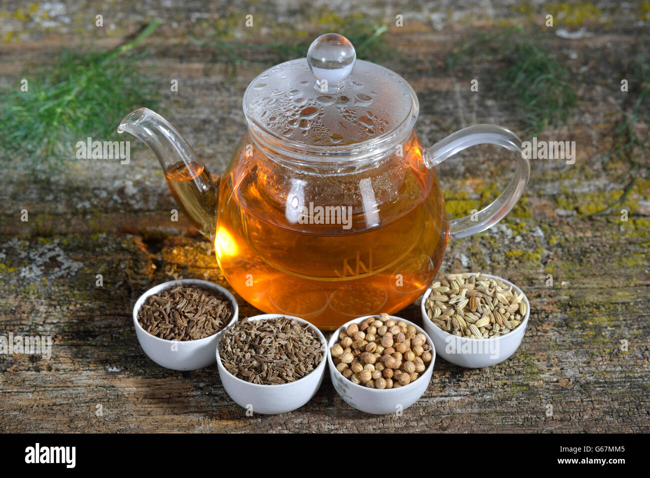 Tasse de thé à l'anis, fenouil, cumin, coriandre annuelle / (Pimpinella anisum, Foeniculum vulgare, Carum carvi, Coriandrum sativum) Banque D'Images