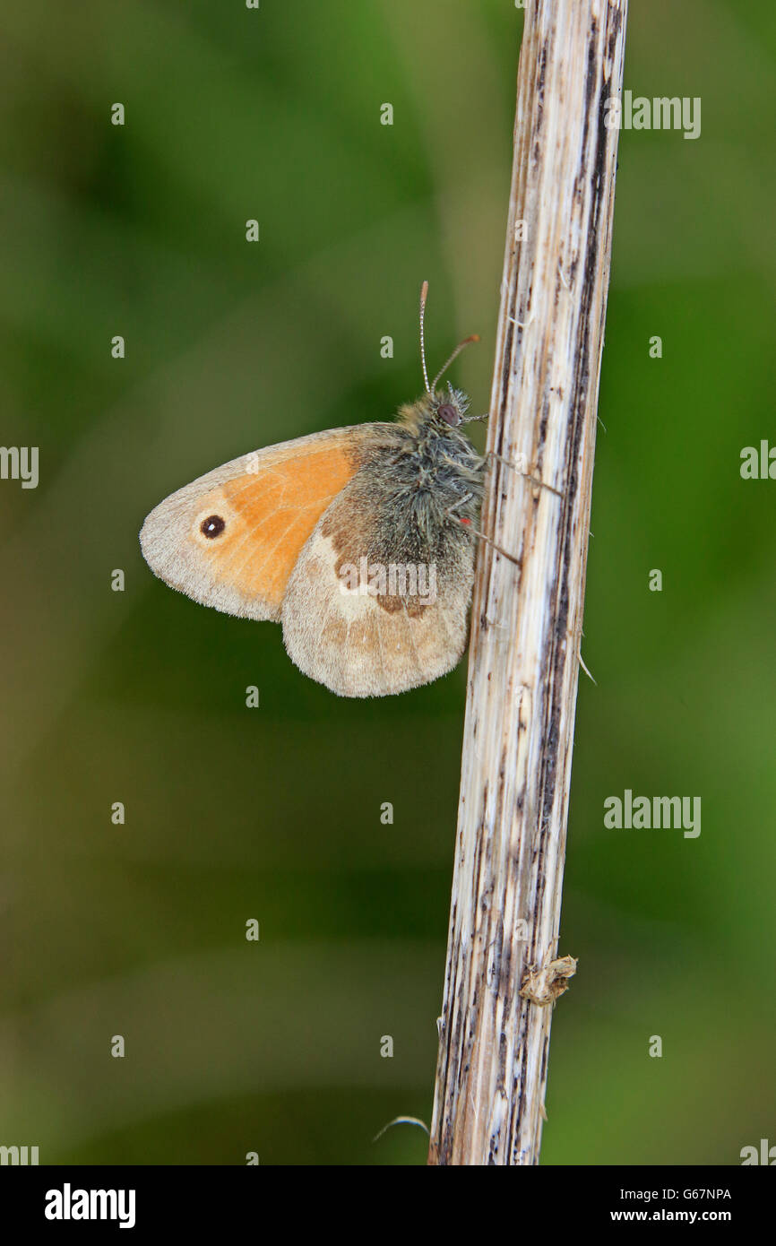 Papillon Small Heath adultes Banque D'Images