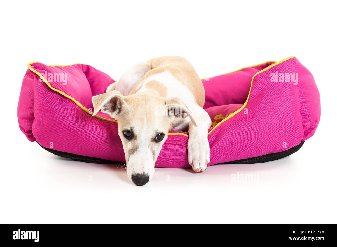Whippet chiot couché dans un lit pour animaux de rose sur fond blanc Banque D'Images