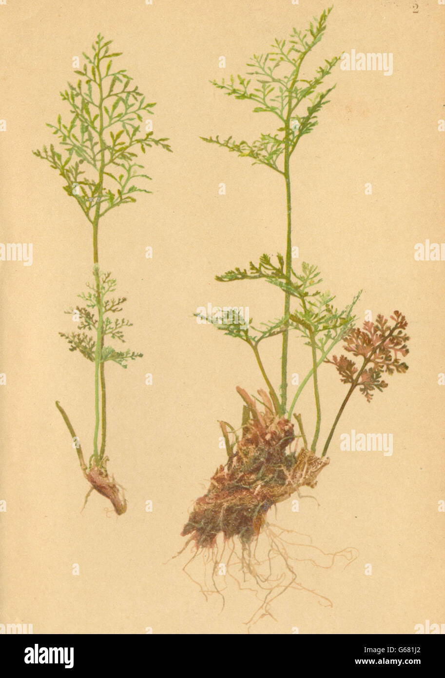 Haus Bellevue fleurs alpines : cryptogramme crispa (L. ) R., 1897 Br-Rollfarn Banque D'Images