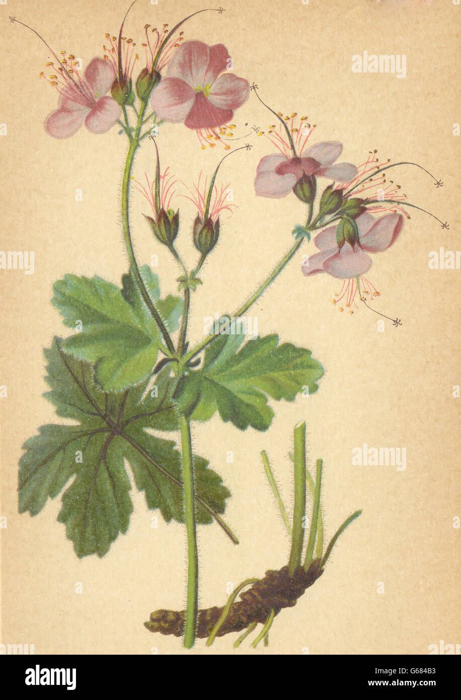 Fleurs DES ALPES : Geranium macrorrhizum L-Grosswurzeliger Storchschnabel, 1897 Banque D'Images