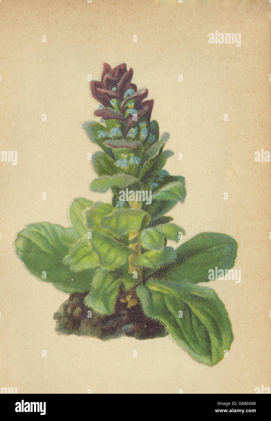 Haus Bellevue fleurs alpines : Ajuga pyramidalis L-Pyramidengünsel, vieille imprimer 1897 Banque D'Images