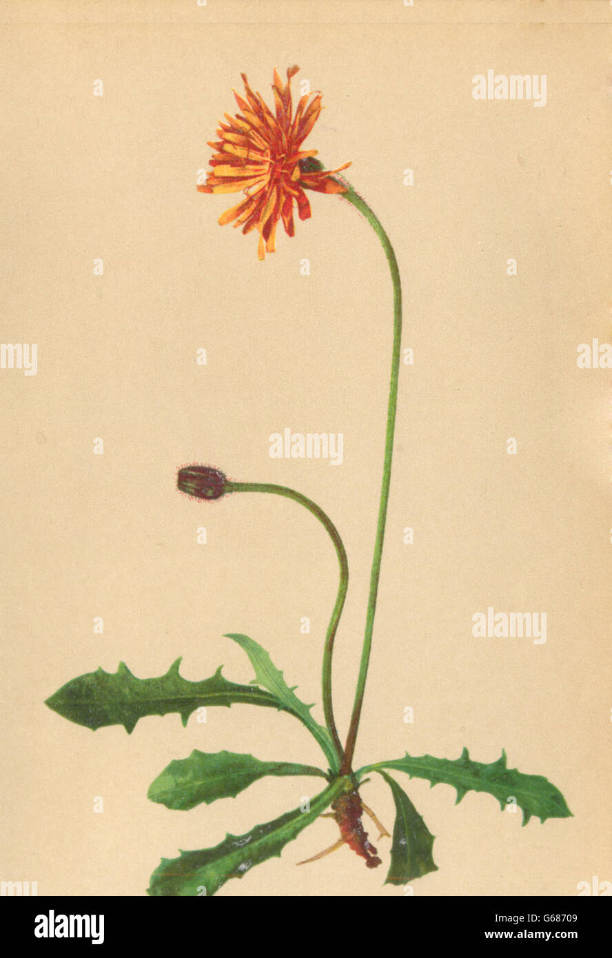 Haus Bellevue fleurs alpines : Crepis aurea (L. Cass-Goldpipau ), ancien imprimer 1897 Banque D'Images