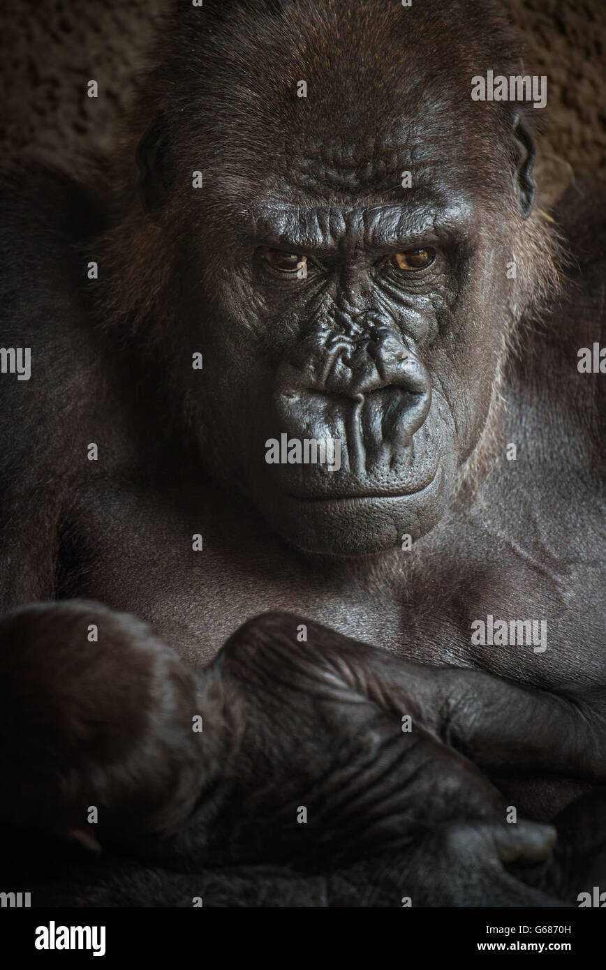 Irritation gorille de plaine de l'Ouest l'allaitement de son bébé. Banque D'Images