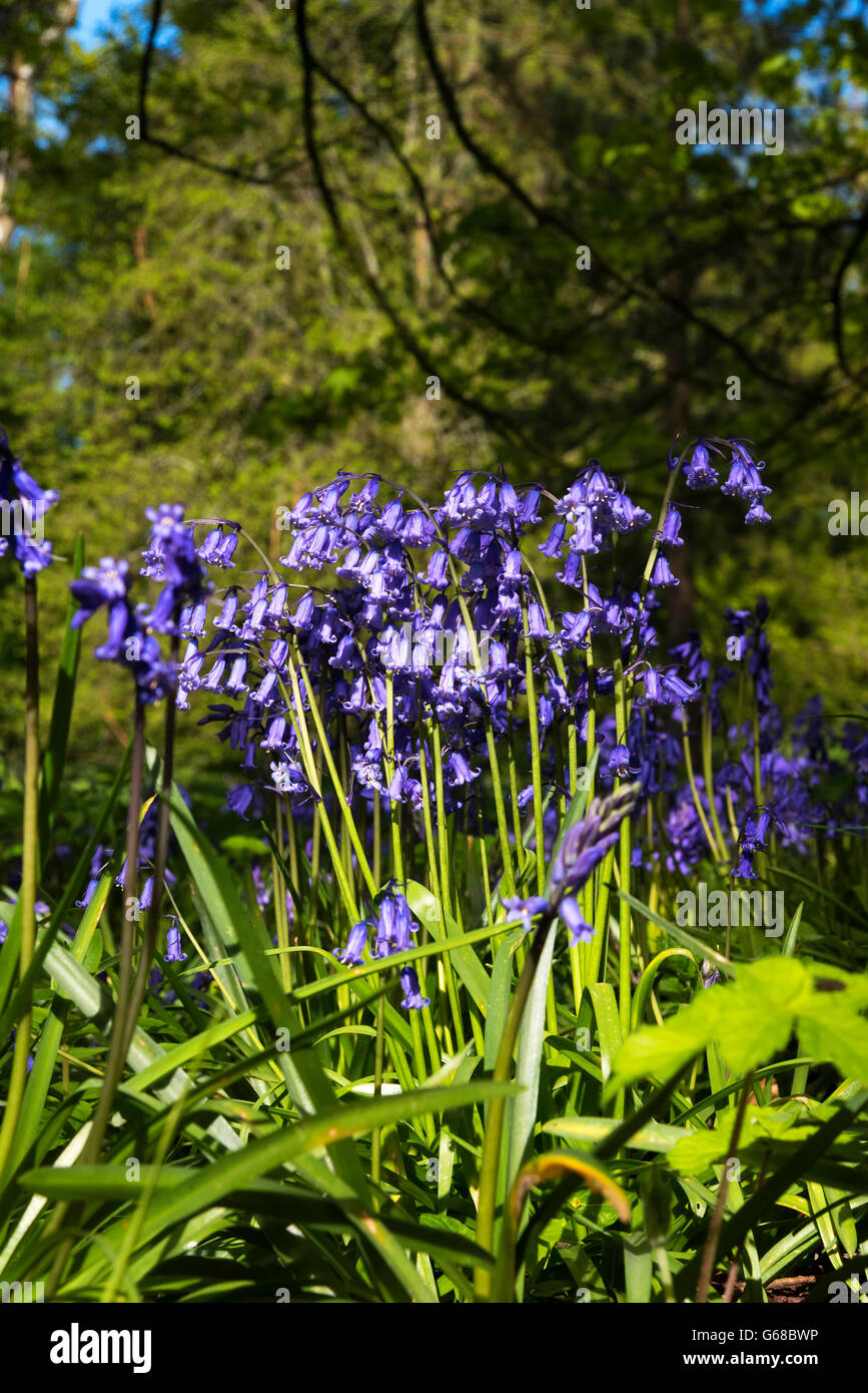 Bluebells, Rowallane Gardens, Banque D'Images