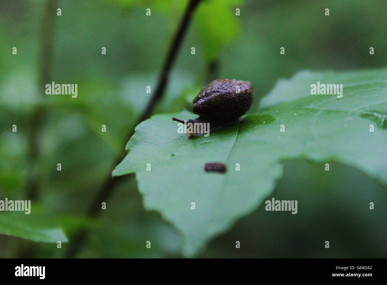 Escargot Tramp asiatique Banque D'Images