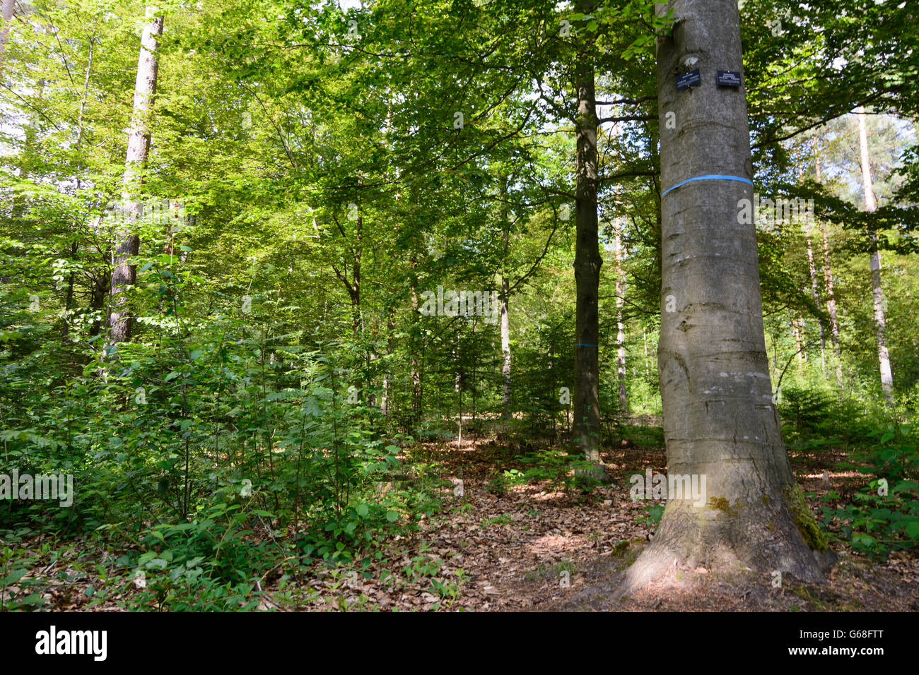 Cimetière des forêts ( cemetery urn normale places sous les arbres ) : les pierres tombales sur les arbres, Bad Teinach-Zavelstein, Allemagne, Baden- Banque D'Images