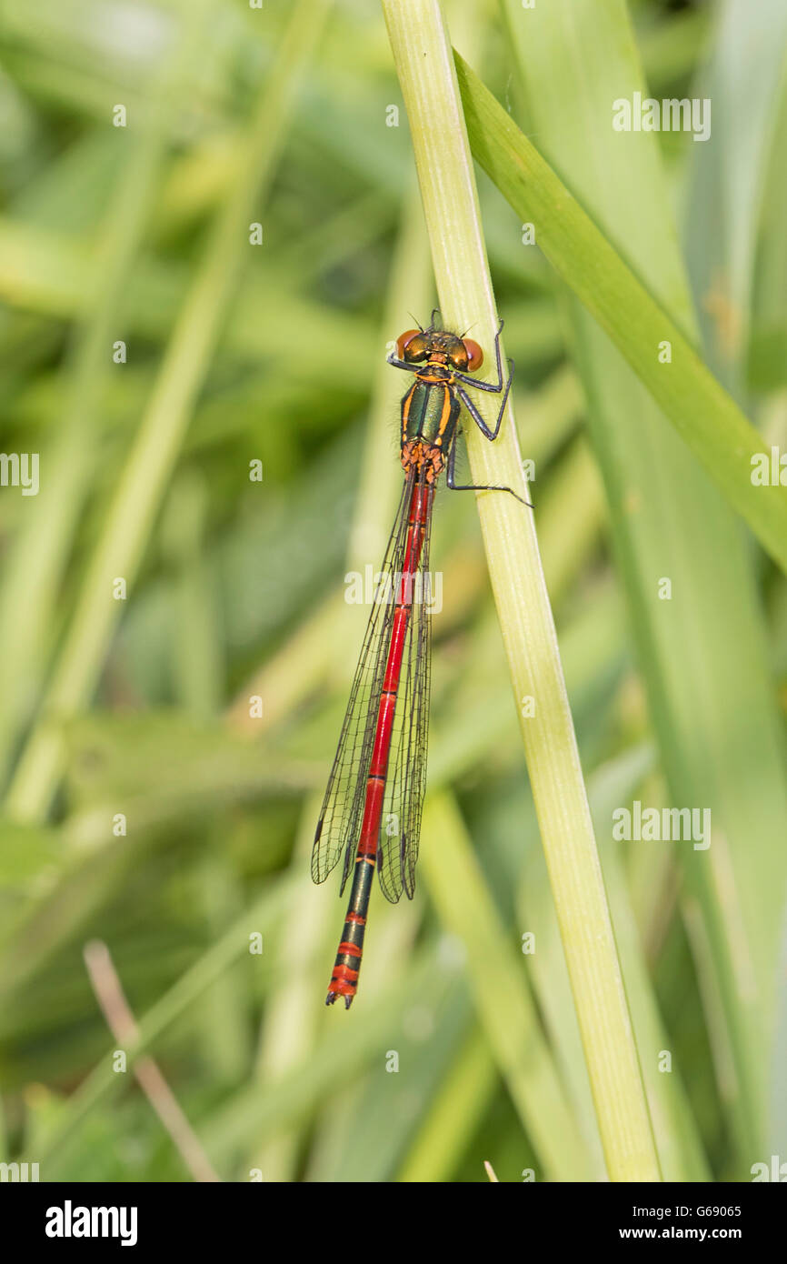 Les grandes demoiselles Pyrrhosoma nymphula (rouge) Banque D'Images